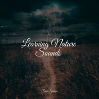 Rainy Ambience - Weather Sounds & Organic Nature Sounds & The White Noise Zen & Meditation Sound Lab