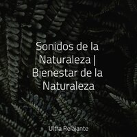 Olas de Bienaventuranza Pura - Dormir e Meditar & Musica Meditaction & Meditacao Clube
