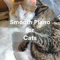 Evening Lights - Music For Cats & Cats Music Zone & Cat Music Experience