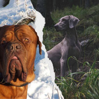 Dog Calming (Dreams) - Music for Leaving Dogs Home Alone