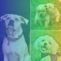Laid-back Evening Dog Park - Relaxation Music For Dogs