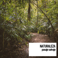 Soothing Cicadas - Naturaleza Sonidos & Música De Relajación Para Dormir Profundamente & Sonido Del Bosque y Naturaleza