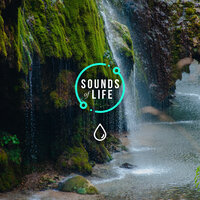 Rain & Waterfall, Pt. 9 - Sounds Of Life