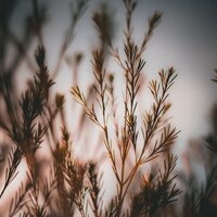 Wet Outside - Nature Sounds for Concentration & Tonal Meditation Collective & Massage Music