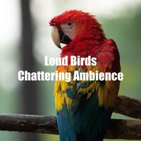 Funny Exotic Forest Noises - Elements of Nature