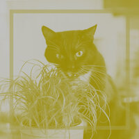 Sultry Ambience for Calming Your Cats - Cat Music Zone
