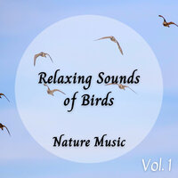 White Noise River Birds - Nature Field Recordings & Relax My Cat & Sleeping Ember