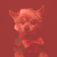 Opulent Restless Puppies - Dog Music Therapy
