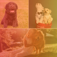 Remarkable Moods for Evening Dog Park - Relaxing Music for Dogs