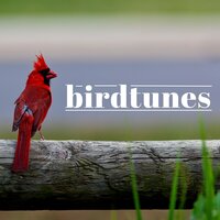 Wildwood Birds - Sound FX Pro
