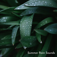 Soothing Sounds for the Night - Rain Sounds For Sleep & Nature Vibrations & Relaxing Music Therapy