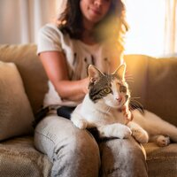 Melodías Suaves Y Felinos Tranquilos - Feliz tarde musica & Gatos Especialistas & En el río (sonido FX)