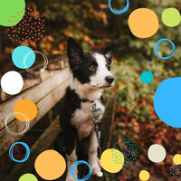 Sensational Ambience for Calm Hounds - Dog Music Therapy