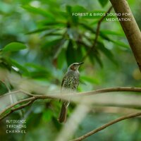 Art of Meditation - Meditation Music for Beginners (with Forest Sound) - Guided Meditation & Direction Relax & Autogenic Training Channel