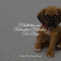 Calm Down - Jazz Music Therapy for Dogs & RelaxMyDog & Jazz Music for Dogs