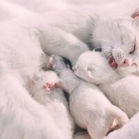 Sleep Time - Music for Cats Deluxe & Pet Care Club & Music for Cats TA