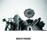 Like Sun Shines - Birds of Paradise