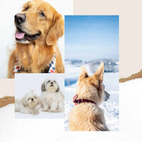 Tasteful Moods for Sleeping Dog - Dog Music Library
