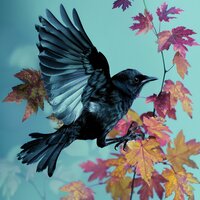 Aves De Relajación - Marco de onda & Los Pajaros Cantores & Esculturas sonoras colectivas