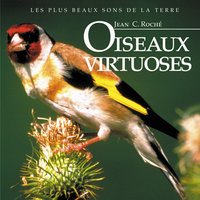Fauvette orphée grecque - Jean C. Roché