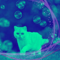 Friendly Ambience for Funny Cats - Relaxing Music for Cats