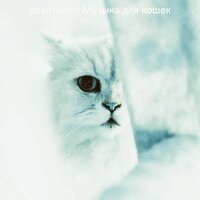 Моменты (Дрессировка кошки) - даунтемпо Музыка для кошек