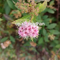 up se pradhan - Serene Soundscapes