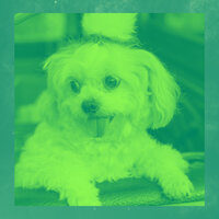 Fabulous Calming Your Dog - Calm Dog Music