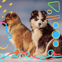 Breathtaking Ambience for Restless Puppies - Songs for Dogs to Sleep To