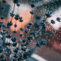 Inside the Greenhouse - Sleep Waves & Spa Music Collective & The Relaxing Sounds of Water