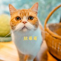 温柔妹 - 宠物音乐盒
