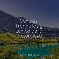 Disciplina De Entrenamiento - Música para Dormir Con Relajantes Sonidos de la Naturaleza & Lluvia & meditación Interna
