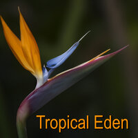 Tranquil Beach - Estimulacion Mental