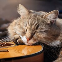 Guitarra Relajante Para Gatos - Guitarra Tranquila & Musicoterapia para gatitos & Musicoterapia para gatos
