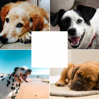 Wonderful (Doggy Walks) - Calming Music for Dogs