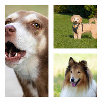 Magnificent Moods for Doggy Walks - Dog Music