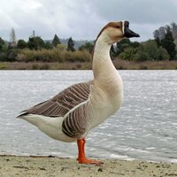 My Crazy Runs Wild and it Runs Deep - Goose