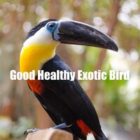Exotic Soundscape - Nature And Bird Sounds