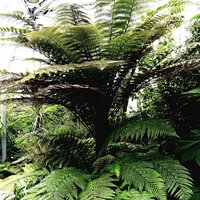 Tropic Melody - White Noise Therapy & Organic Nature Sounds & Sleepy Times