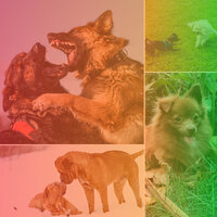 Background for Treating Dox Anxiety - Relaxing Music for Dogs