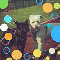Atmospheric Ambiance for Cute Dogs - Dog Music Experience