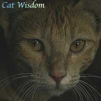 Looking at You - Music For Cats & Cat Music & Cats Music Zone