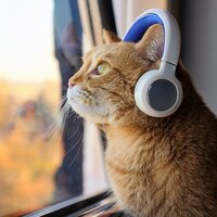 Pets In The Groove - Lofi For Summer & lofi rap & Lo Fi Playlist