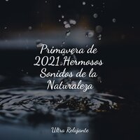 Melodías De Masaje - Meditação Maestro & Música a Relajarse & Dormir