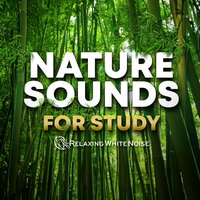 Bamboo Forest Wind Sounds White Noise for Studying, Sleeping, Relaxation Loop (No Fade) - Relaxing White Noise