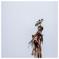 Distant Place - Theny