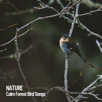 Birds Chirping in the Forest - Nature Sounds Nature Music & Sounds of Nature Noise & The Outdoor Library