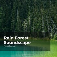 Blowing Wind Breeze - Ambient Forest & Forest Sounds & Rainforest Sounds