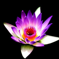 Awakening the Chakras - Chakra Healing Architect & Rojas Meditation