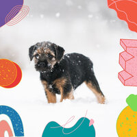 Quartet Jazz Soundtrack for Doggy Rest - Dog Music Hour
